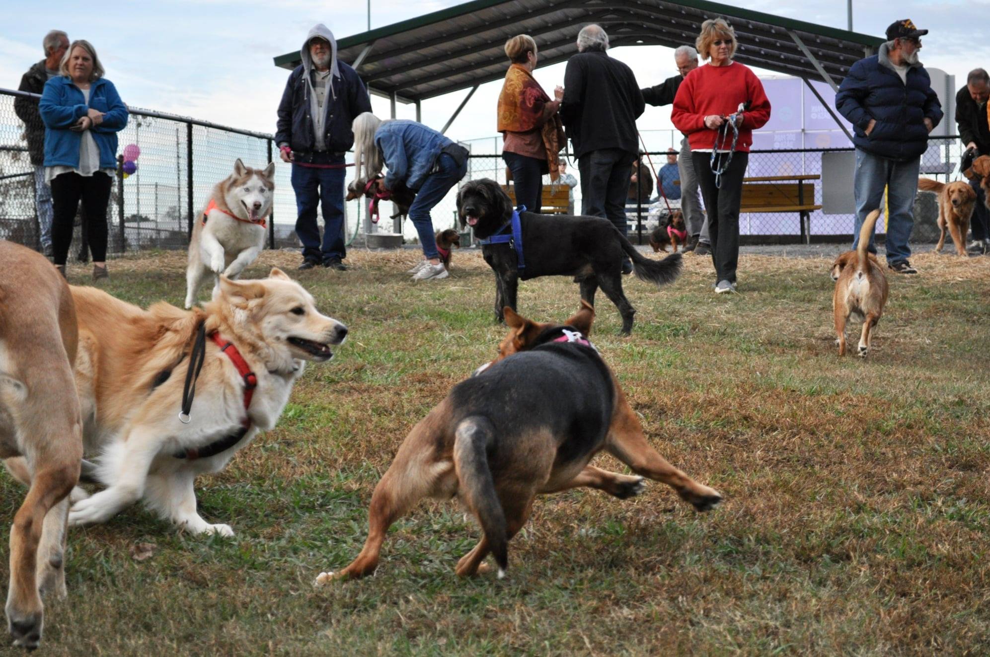 Dog Park